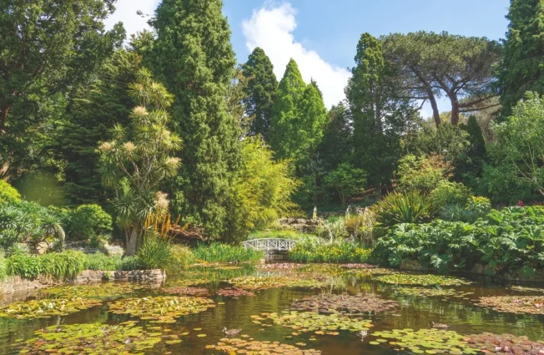 Lush greenery and pond at Hobart Botanical Garden