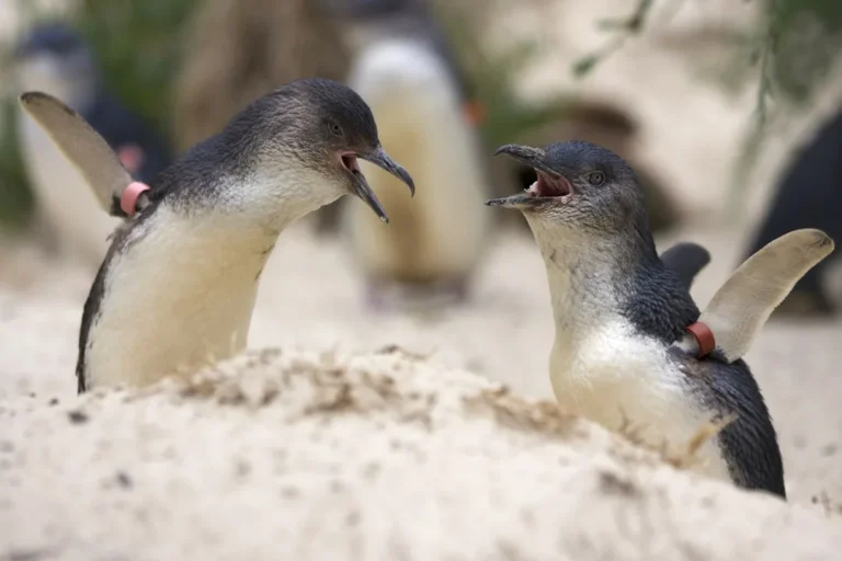 Fairy penguins on Australian beach