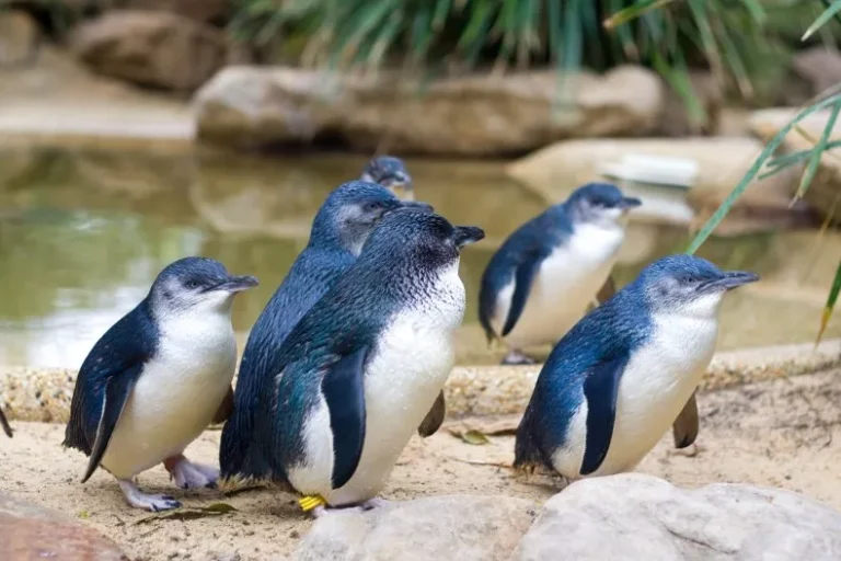 Little penguins on a rocky area in Australia