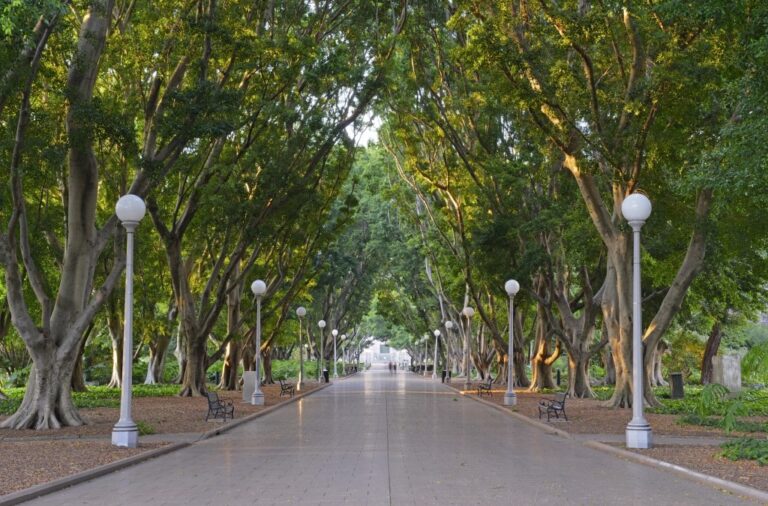 Tree-lined walkway in Hyde Park, Sydney