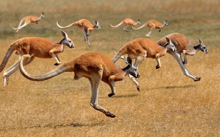 Kangaroos hopping in the Australian outback