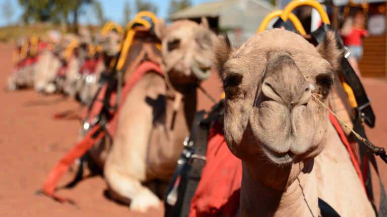 Camels resting with saddles in Australia