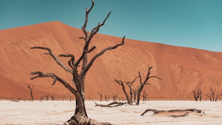 Dead trees in Dead Vlei, Namib Desert.