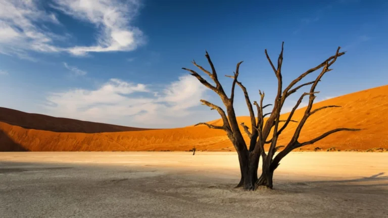 Dead tree in Dead Vlei, Namibia.