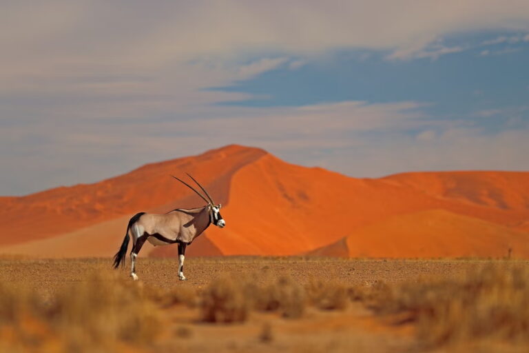Oryx standing in Sossusvlei desert landscape