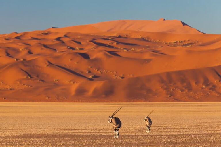 Two antelopes in Sossusvlei desert landscape.