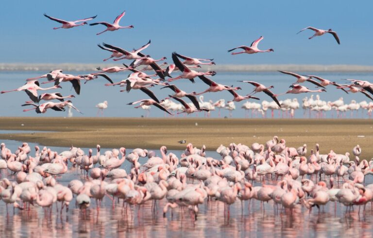 Flock of flamingos at Walvis Bay Lagoon.