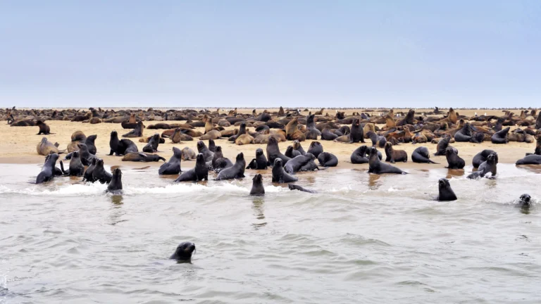 Seal colony on the beach in Walvis Bay