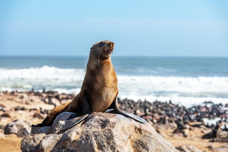 Seal resting on rocks at Pelican Point in South Africa