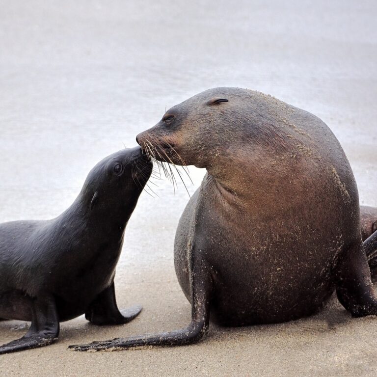 Seal and pup on the beach at Pelican Point