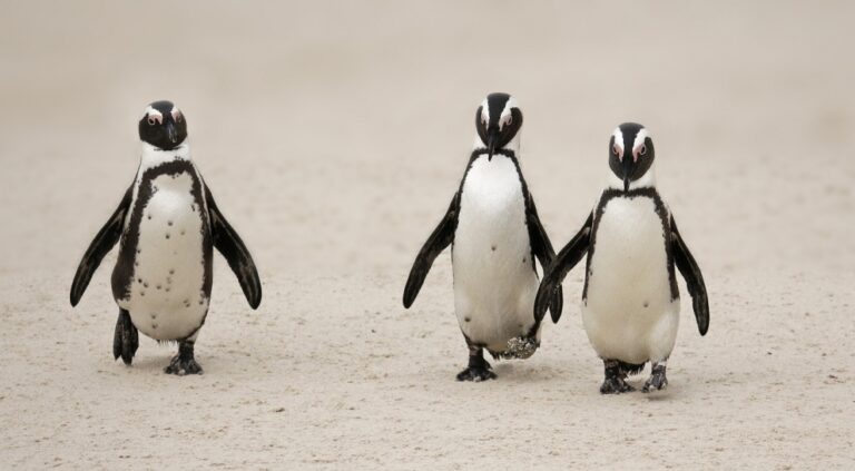 African penguins walking on Boulders Beach.