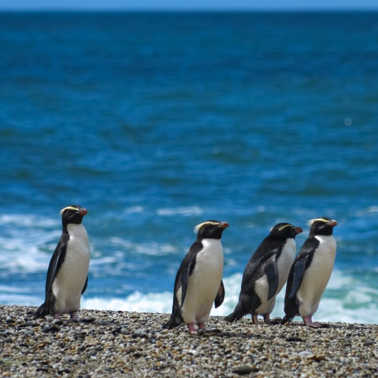 Penguins walking on a beach by the ocean