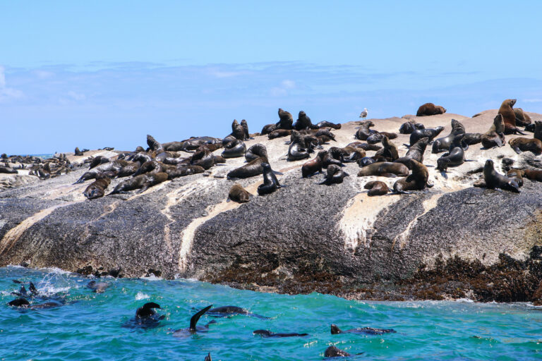 Cape fur seals resting on Seal Island in South Africa.