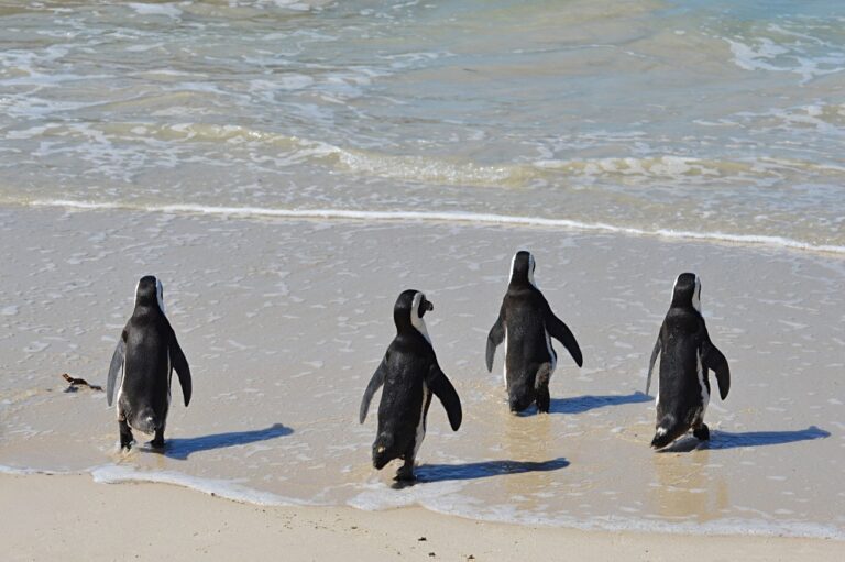 African penguins walking towards the ocean at Boulders Beach.