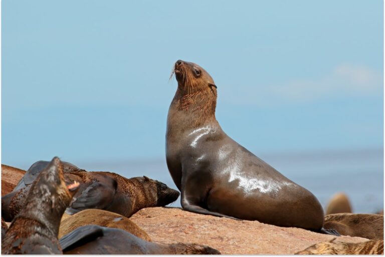Cape fur seals basking on Seal Island in South Africa