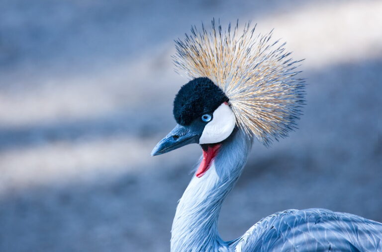 Grey crowned crane in South Africa