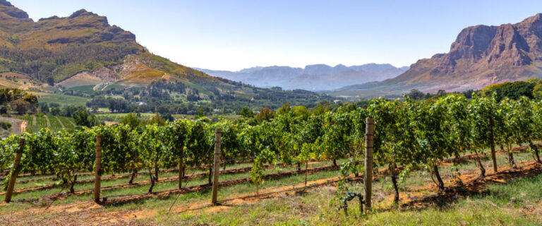 Scenic view of vineyards in Stellenbosch with mountains in the background
