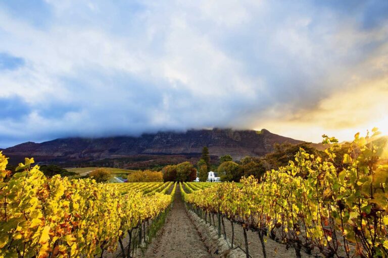 Vineyard with mountains in South Africa