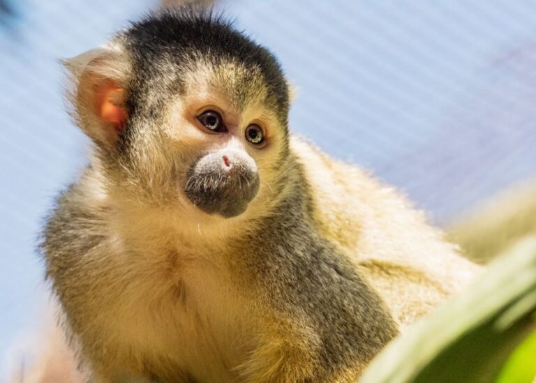 Squirrel monkey at a wildlife sanctuary in South Africa