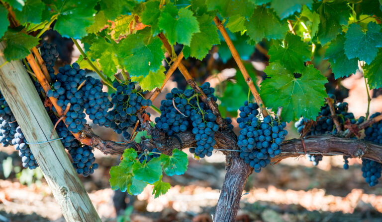 Grapes on a vine in a South African vineyard.