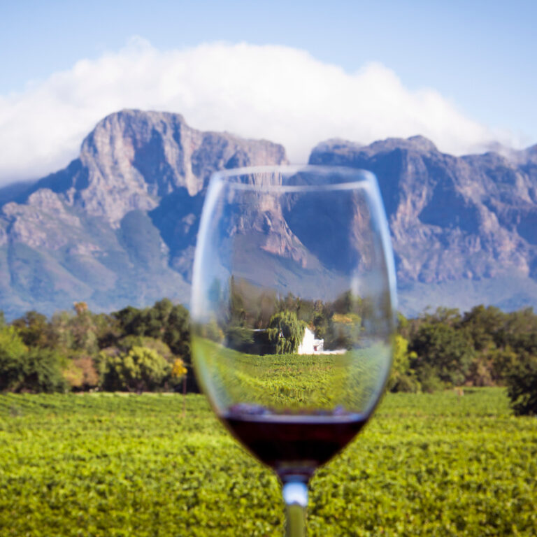 Glass of red wine in South African vineyard with mountain backdrop