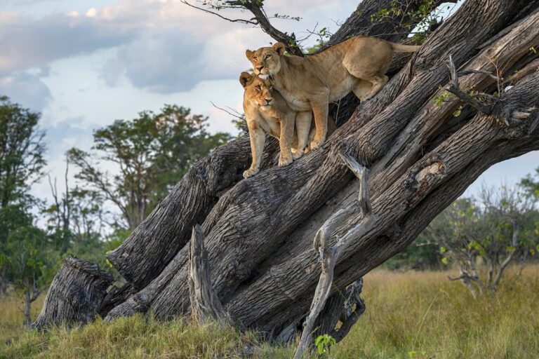 Two lions on a tree in Botswana savanna
