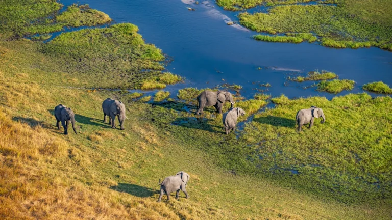 Aerial view of elephants in the Okavango Delta