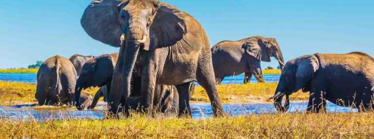 Elephants in the Okavango Delta, Botswana
