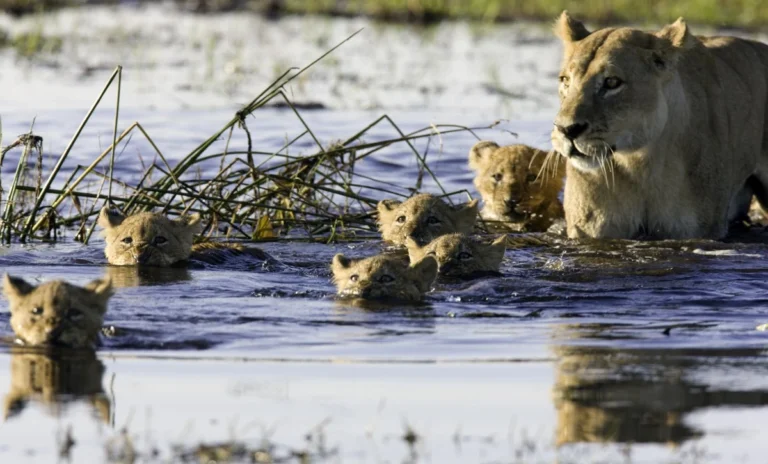 Lioness and cubs swimming in the Okavango Delta