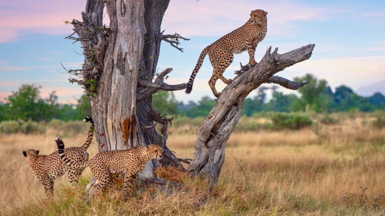 Cheetahs climbing a tree in Moremi Game Reserve.
