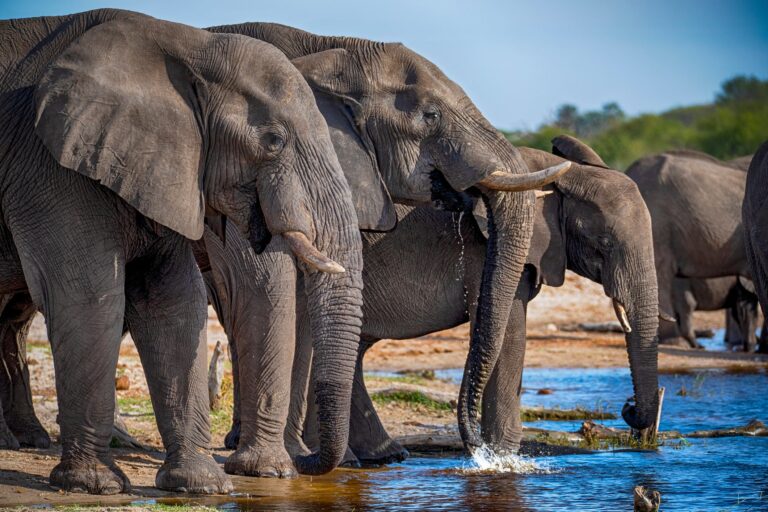 Elephant herd drinking water in Moremi Game Reserve, South Africa.