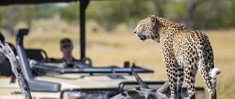Leopard standing on a log near a safari vehicle in Moremi Game Reserve.