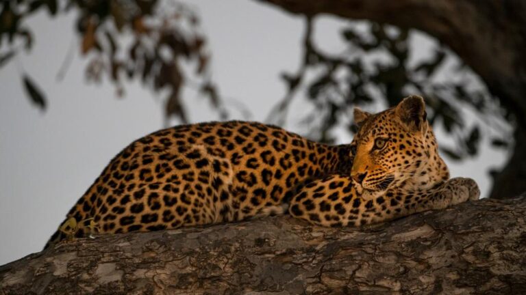 Leopard resting on a tree in the Okavango Delta