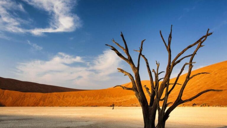 Dead tree against sand dunes in Namibia