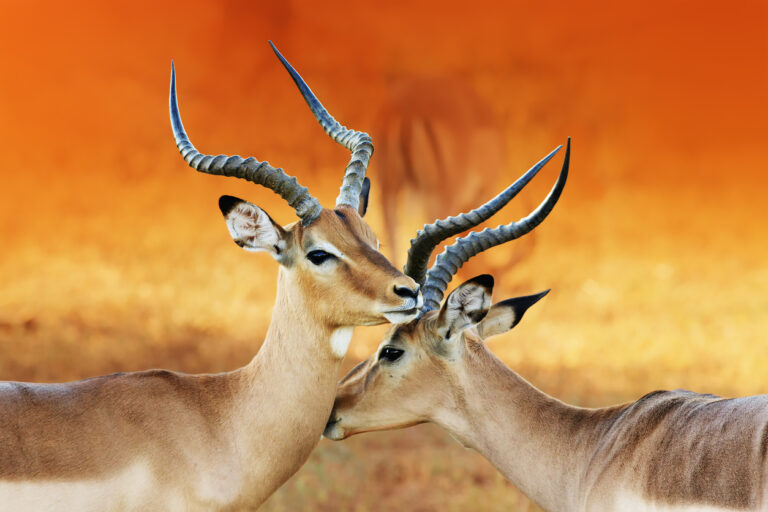 Two impalas nuzzling in the South African wilderness.
