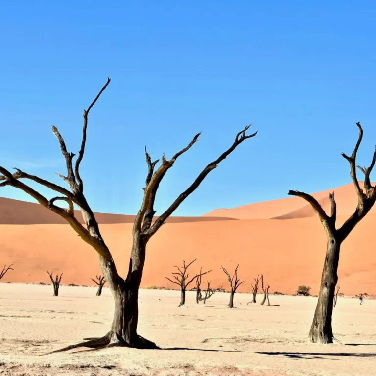 Dead trees in Namibia's Deadvlei desert landscape