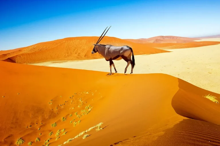 Oryx walking on sand dunes in Sossusvlei, Namibia