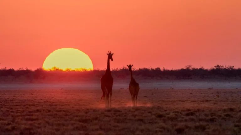 Giraffes at sunset in the African savanna