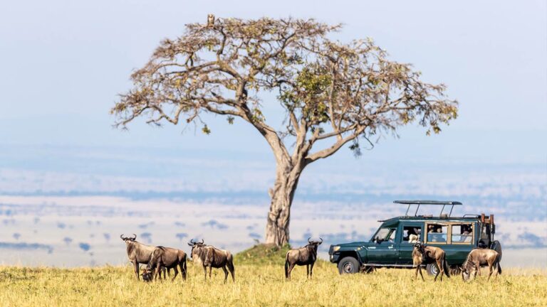 Wildebeest grazing near a safari vehicle in Maasai Mara.