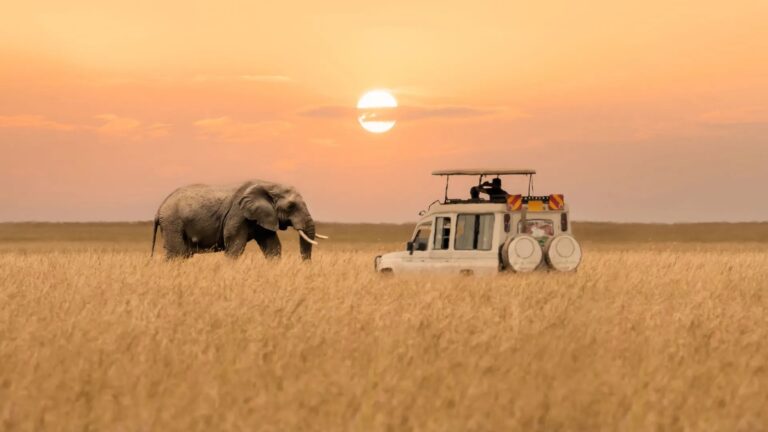 Elephant walking near safari vehicle at sunset in Maasai Mara.