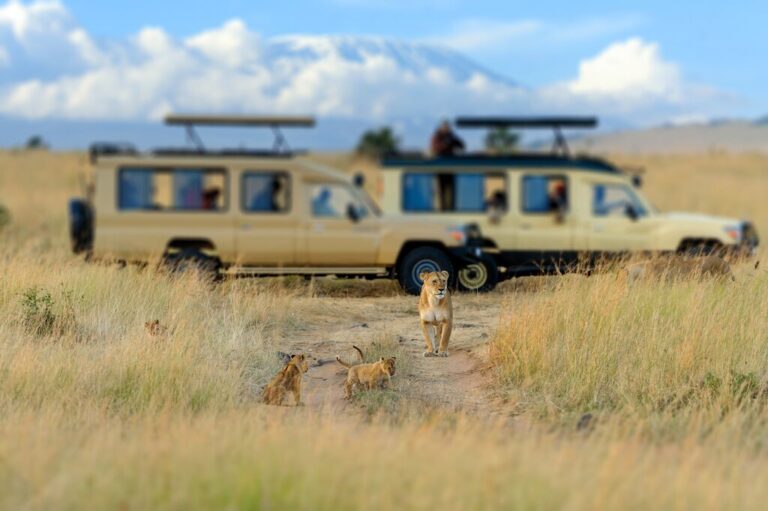 Lion and cubs near safari jeeps in Kenya