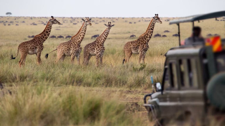 Giraffes spotted during East Africa safari