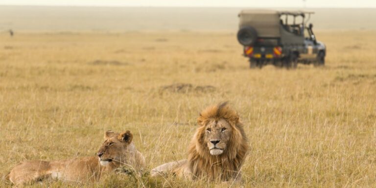 Lions resting in the grasslands during a safari.