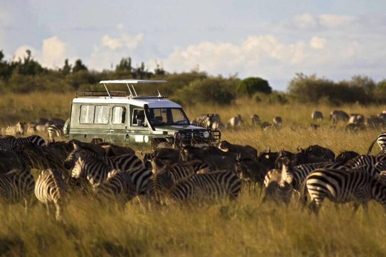 Safari vehicle surrounded by zebras in Kenyan grassland