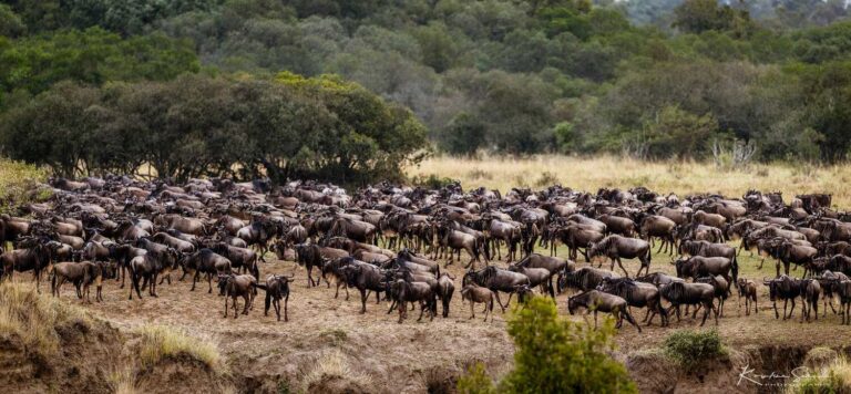 Herd of wildebeest in the Maasai Mara during migration
