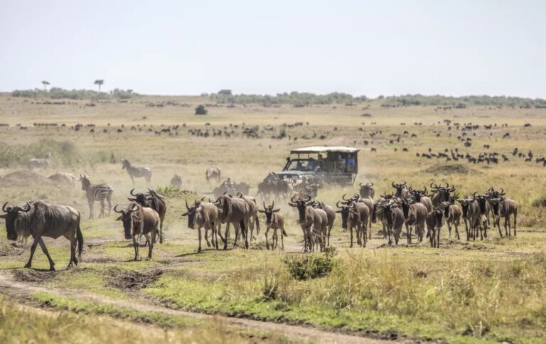 Wildebeest and zebras during the Great Migration in Kenya.