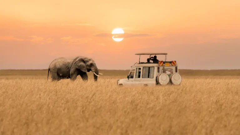 Elephant near a safari vehicle at sunset in Maasai Mara.