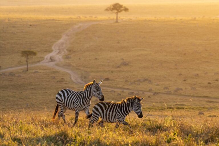 Zebras in Maasai Mara at sunset