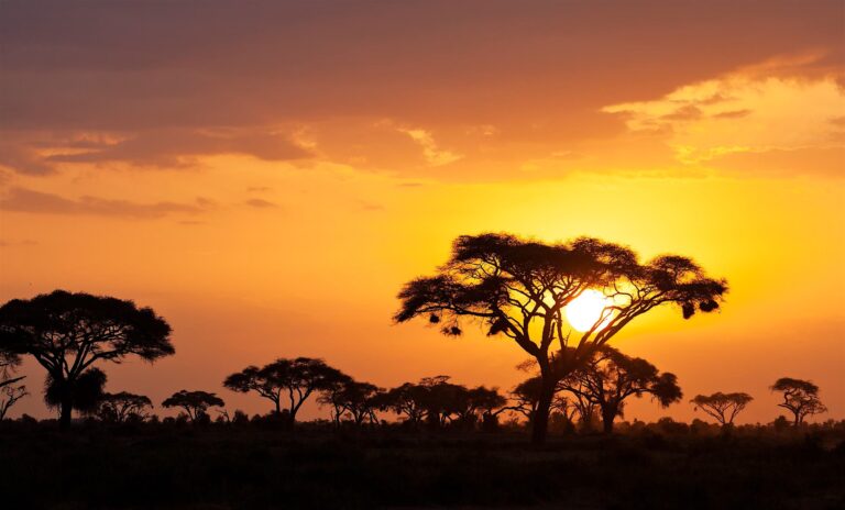 Sunset over acacia trees in Masai Mara National Park