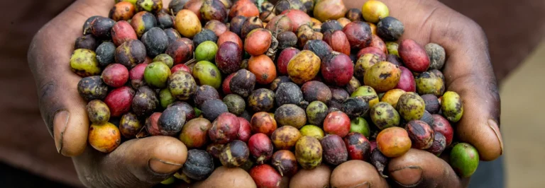 Hands holding freshly harvested coffee cherries in East Africa.